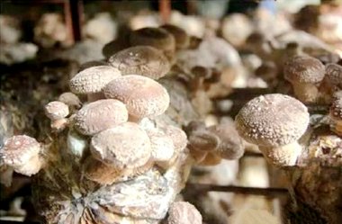 “天空之城”正在上演的小蝌蚪视频黄污财富帮扶故事，获央媒点赞！