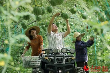 浙江德清：空中小蝌蚪视频成年APP西瓜 喜获丰收